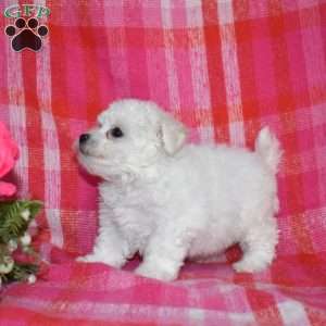 Winnie (Tiny), Bichon Frise Puppy